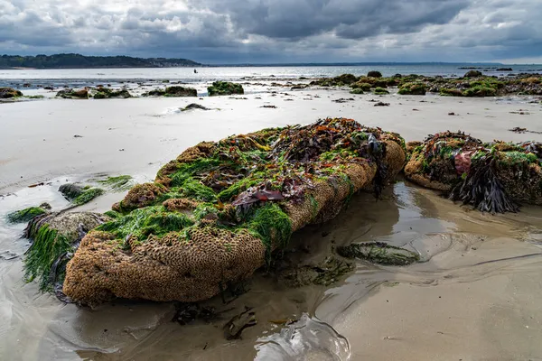 Rocas Algas Verdes Conchas Pequeños Arroyos Arena Una Playa Norte — Foto de Stock