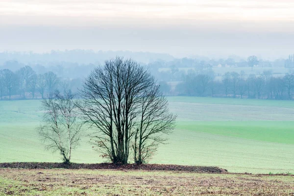 Uma Manhã Inverno Mayenne Atrás Das Árvores Nuas Campos Estão — Fotografia de Stock