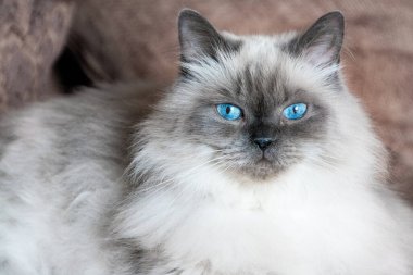 Himalaya angora kedisinin mavi gözleri 