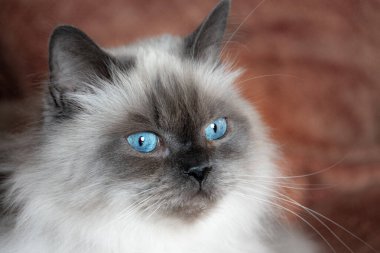 Himalaya angora kedisinin mavi ve şiddetli bakışı