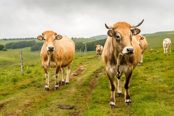 Chemin Pèlerinage Santiago Compostela Est Occupé Par Des Vaches Race — Photo