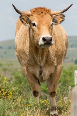 Aubrac 'lı bir inek.