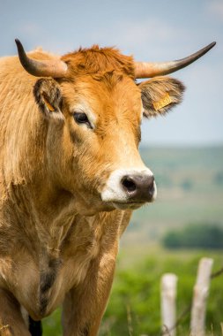 Aubrac 'lı bir inek.