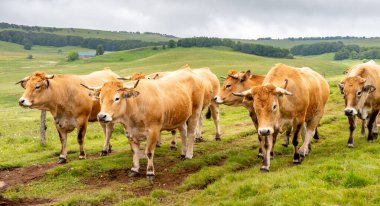 Aubrac cinsinden bir inek sürüsü.