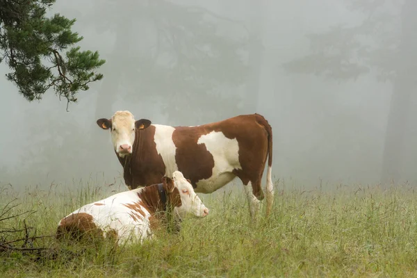 Deux Vaches Blanches Brunes Dans Brume Jour Pluie — Photo