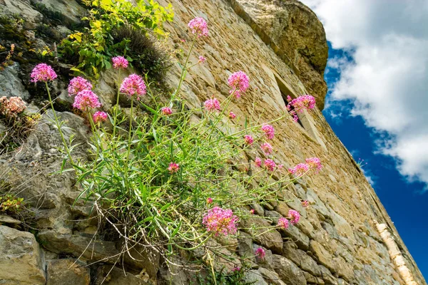 분홍빛 꽃들은 탄의에 마을에 의벽에서 자라고 — 스톡 사진