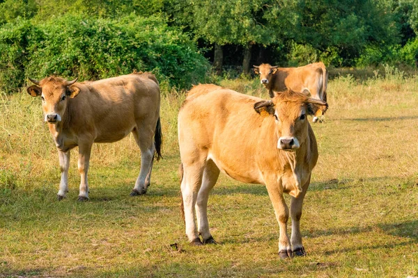 Jeunes Vaches Race Aubrac — Photo