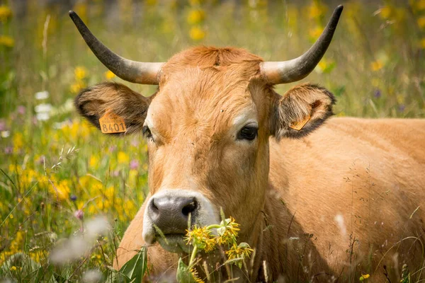 Une Vache Aubrac Repose Dans Champ Fleuri — Photo