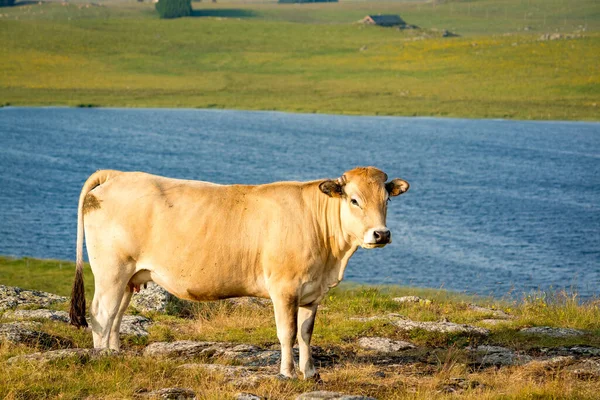 Vache Devant Des Innombrables Petits Lacs Plateau Aubrac — Photo