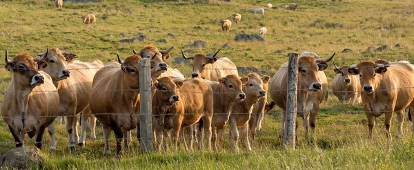 Manada Vacas Aubrac Reunindo Atrás Cerca Arame Farpado — Fotografia de Stock