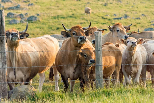 Troupeau Vaches Aubrac Rassemblées Derrière Clôture Fil Fer Barbelé — Photo