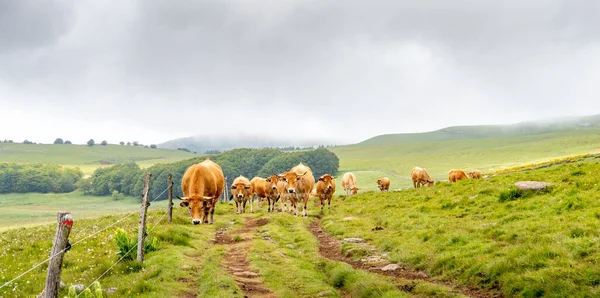 Uma Manada Vacas Aubrac Pastam Caminho Peregrinação Para Santiago Compostela — Fotografia de Stock