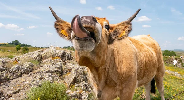 Sourire Vache Aubrac — Photo