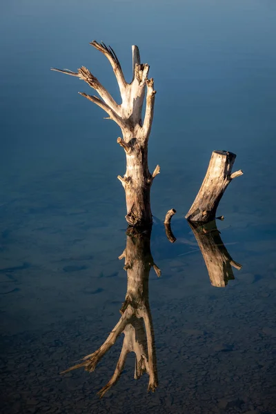 Jezioro Tislit Maroku Pień Martwego Drzewa Odbija Się Lustrze Stworzonym — Zdjęcie stockowe