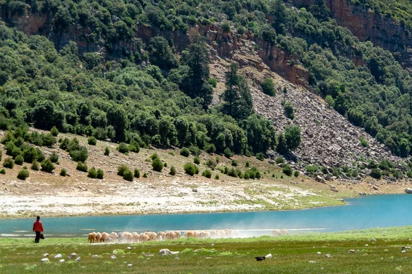 Aguelman Gölü Kıyısında Bir Çoban Koyun Sürüsü — Stok fotoğraf
