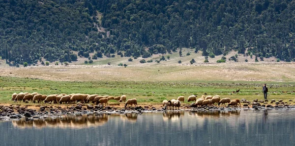 Lake Afnourir Morocco Shepherd His Flock Sheep Shores Lake — Fotografia de Stock