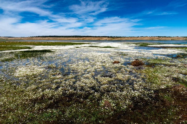 モロッコのアフヌール湖 何百万本もの小さな白い花が海岸や湖の水の中で育ちます — ストック写真