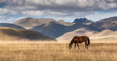 Lesotho 'ya git. Yalnız bir at, dağ manzarasında kuru otlarla otlar.