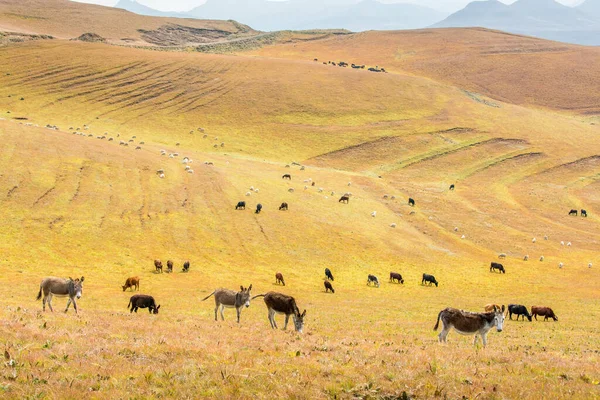 Viajar Lesotho Las Colinas Cubiertas Hierba Una Manada Burros Vacas — Foto de Stock