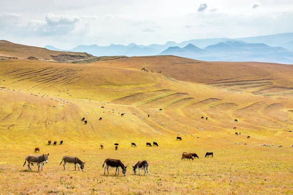 Lesotho Git Çimenli Tepelerde Bir Eşek Inek Koyun Sürüsü — Stok fotoğraf