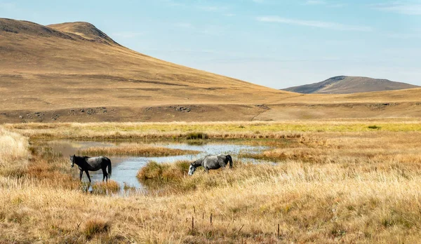 Lesotho Git Sehlabathebe Ulusal Parkı Ndaki Bir Çayırdaki Göletin Kıyısında — Stok fotoğraf