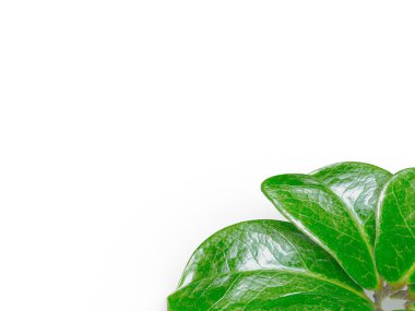 yaprak yeşil arka plan