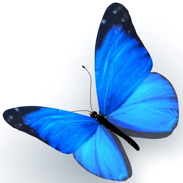 Butterfly. — Stock Photo, Image