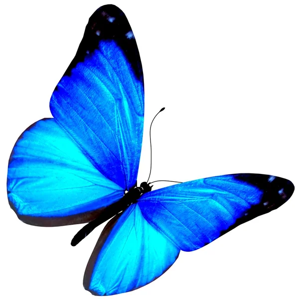 Motýl. — Stock fotografie
