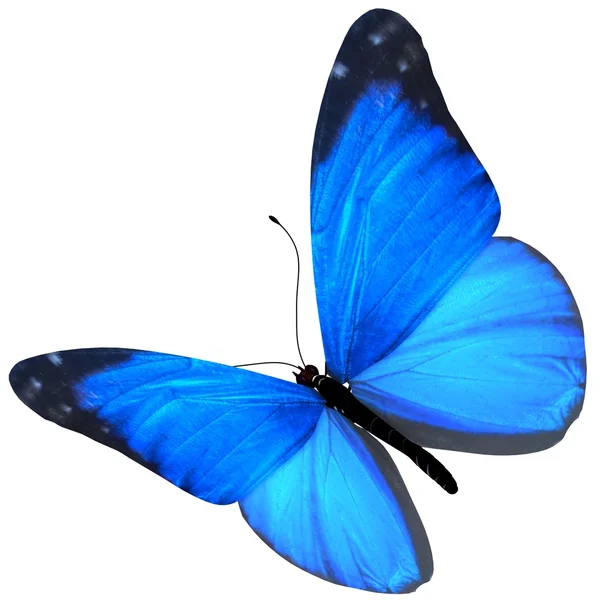 blue butterfly transparent background