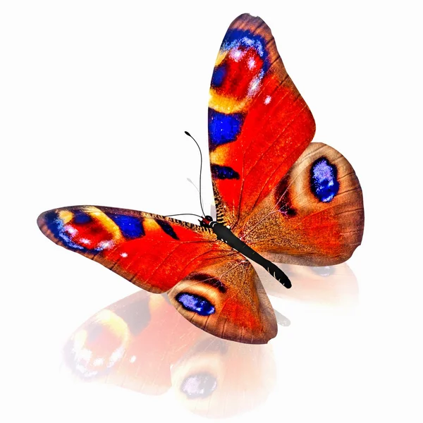 Schmetterling. — Stockfoto
