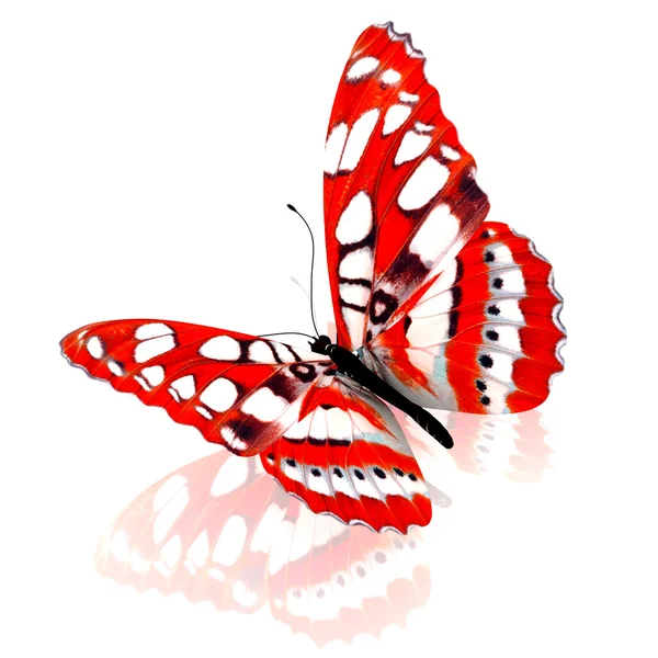 Butterfly. — Stock Photo, Image