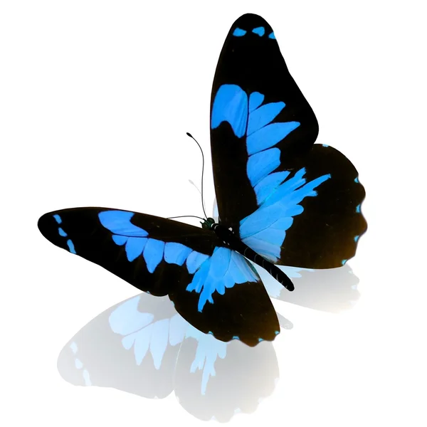 Butterfly. — Stock Photo, Image