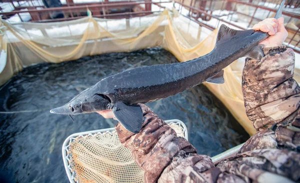 Halfarm, nagy tokhal a kezében halász. Koncepcióakvakultúra-hizlalás — Stock Fotó