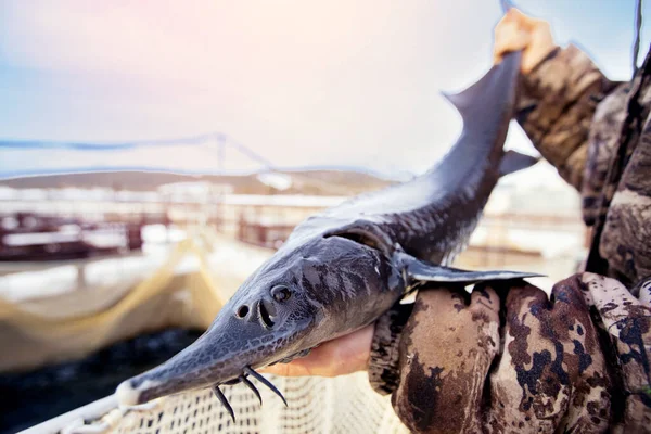 Fisherman holds big sturgeon trophy in his hands, concept fish farm