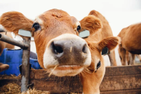 Primer plano de la cara feliz de rojo peludo jersey vaca buscando cámara — Foto de Stock