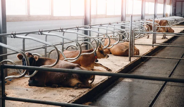 Ovejas para vacas preñadas, granja para la producción de leche, queso — Foto de Stock
