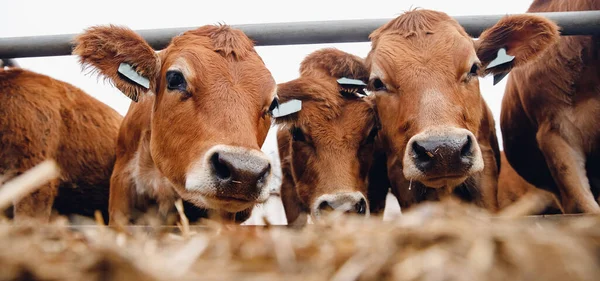 Tehénpiros mez automata gallérral. Banner modern gazdaság tej- és hústermelés állattenyésztés ipar — Stock Fotó