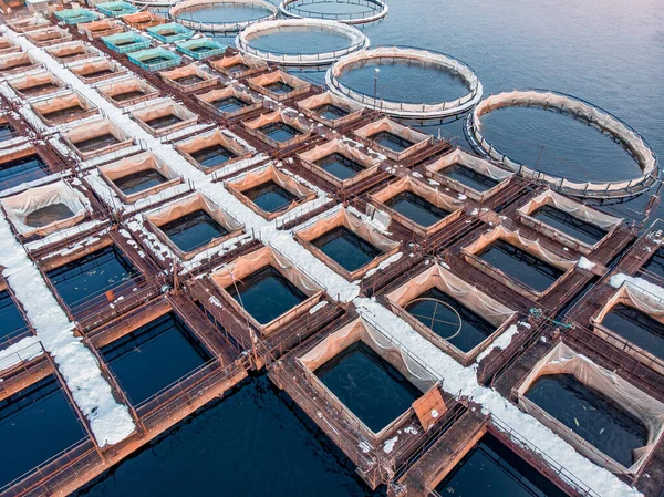 Ferme piscicole pour les cages d'élevage pour les alevins d'esturgeon. Concept aquaculture pisciculture, vue aérienne — Photo