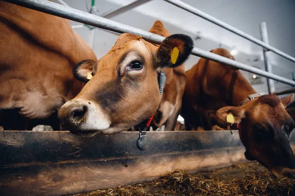 Kor röd tröja med automatisk krage. Modern mejeri- och köttindustri — Stockfoto