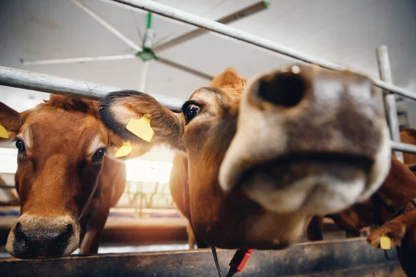 Chippad ko med automatisk krage äter hö på gårdslägret — Stockfoto