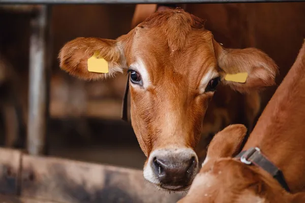 Retrato vacas camiseta roja de pie en establo comer heno. Industria ganadera lechera — Foto de Stock