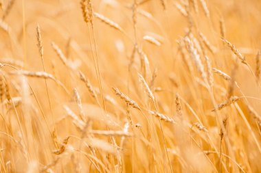 Olgun buğday, rüzgarın yakın çekim günbatımında gelişir.