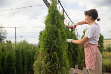 İşçiler, sonbahar thuja budama kozalaklı çalıları bahçe makası, düzensiz çalıları kesen secateur kullanırlar