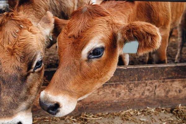 Porträtt kor röd jersey står i stall äta hö. Mjölkuppfödningsindustri — Stockfoto