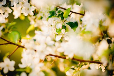Elma ağacı çiçekleri kapanıyor, bahar güneşi...