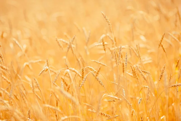 Vetefält närbild mogen i guld färg, naturlig bakgrund. Skördebegreppet — Stockfoto