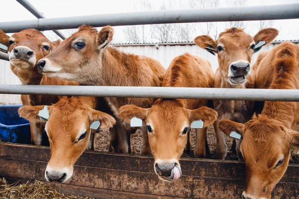 Mjölkboskapsindustrin. Röda tröjor kor står i stallet äta hö — Stockfoto