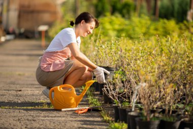 Peyzaj tasarımcısının profesyonel hizmetleri, kadın bahçıvan çiçekleri bahçeyi süslemek için. Dükkan bitkileri