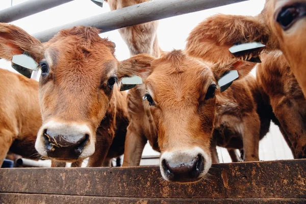Portré tehenek piros mez automatikus gallér állni standon eszik széna. Tejtermelő gazdaságok állattenyésztési ágazata — Stock Fotó