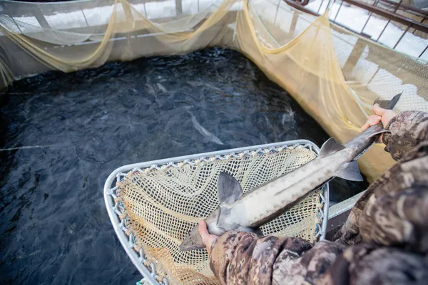 Granja de peces, gran esturión en la mano pescador. Concepto piscicultura acuicultura —  Fotos de Stock